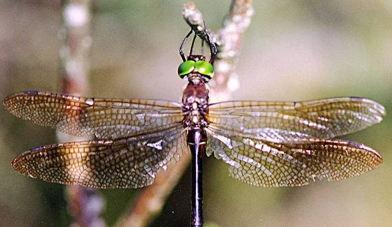 Hine's emerald dragonfly Hine39s emerald dragonfly