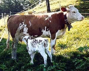 Hinterwald Breeds of Livestock Hinterwald Cattle Breeds of Livestock