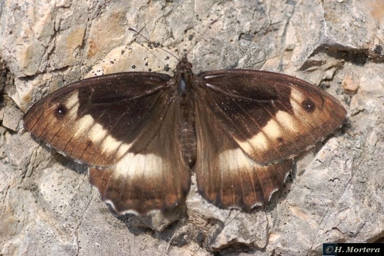 Hipparchia alcyone Hipparchia hermione Picos de Europa mariposas