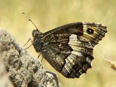 Hipparchia alcyone Hipparchia caroli on euroButterflies by Matt Rowlings