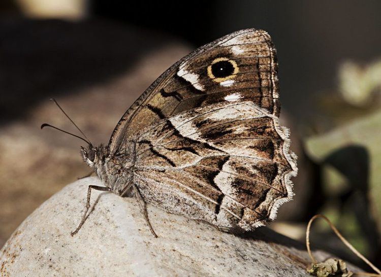 Hipparchia fidia Hipparchia fidia Festn blanco