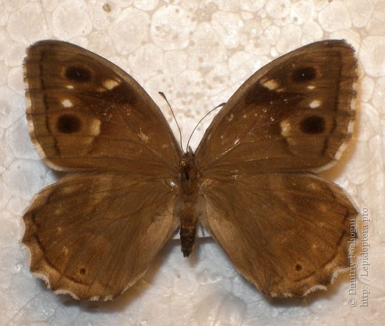 Hipparchia fidia Hipparchia fidia