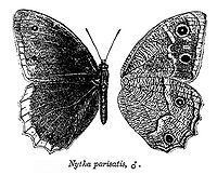 Hipparchia parisatis httpsuploadwikimediaorgwikipediacommonsthu