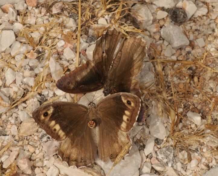 Hipparchia syriaca European Lepidoptera and their ecology Hipparchia syriaca