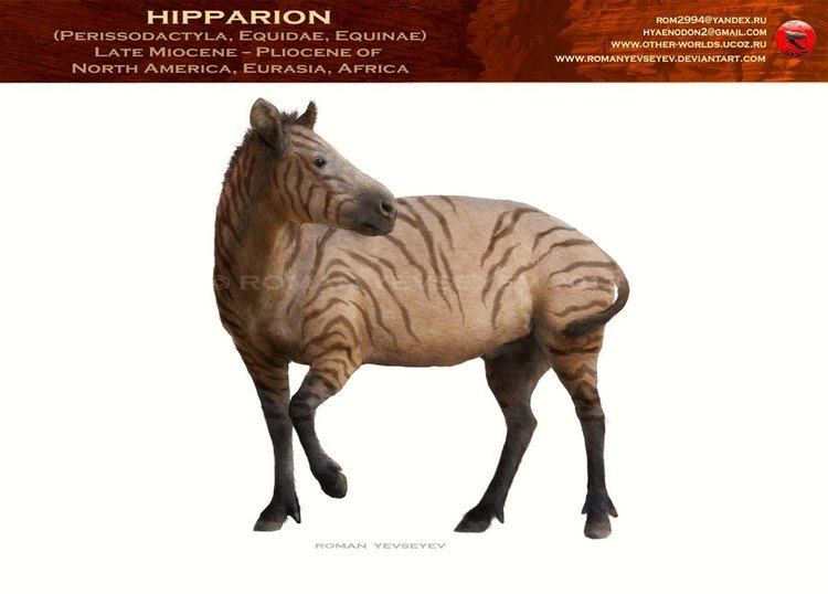 Hipparion Hipparion Facts and Pictures