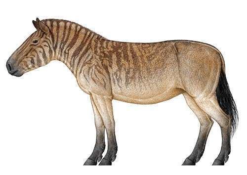 Hipparion discovery of Late Miocene hipparion fossils from Baogeda Ula Inner
