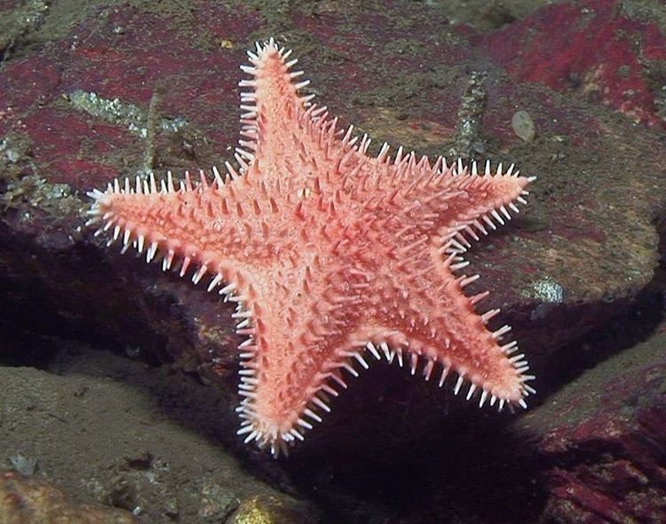 Hippasteria The Echinoblog The Hippest Post you Know New Hippasteria species