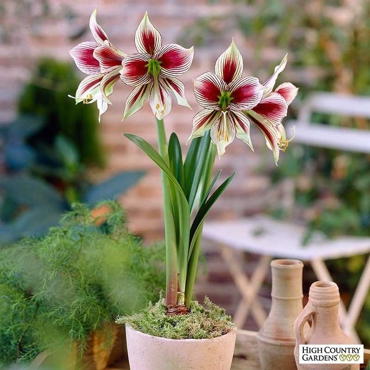 Hippeastrum papilio - Alchetron, The Free Social Encyclopedia