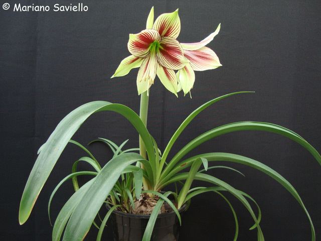 Hippeastrum papilio Pacific Bulb Society Hippeastrum papilio