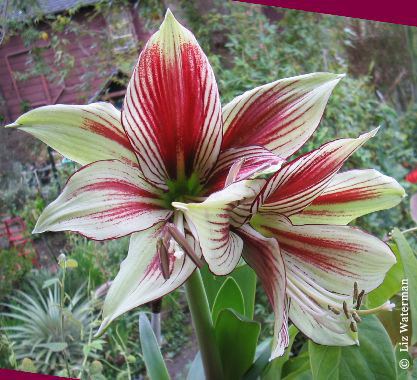 Hippeastrum papilio Pacific Bulb Society Hippeastrum papilio