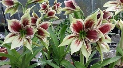 Hippeastrum papilio Hippeastrum papilio Department of Environment Water and Natural