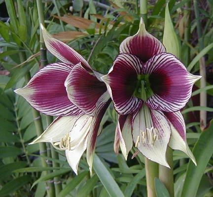 Hippeastrum papilio Hippeastrum papilio Hippeastrum Flowers39 catalog Export Unie Flora