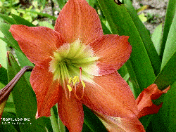 Hippeastrum striatum HIPPEASTRUM STRIATUM BARBADOS LILY