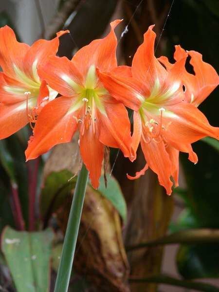 Hippeastrum striatum Hippeastrum striatum Lam HE Moore striped Barbados lily