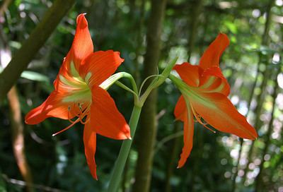 Hippeastrum striatum httpsphotossmugmugcomFlowersPlantsPlantso