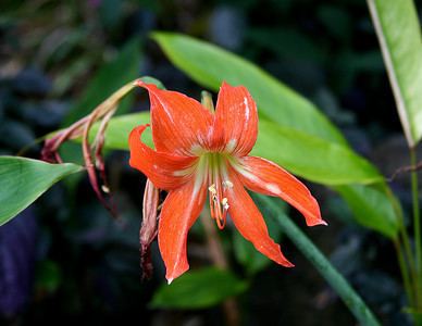 Hippeastrum striatum Footprints in Paradise Photo galleries Photo Keywords hippeastrum