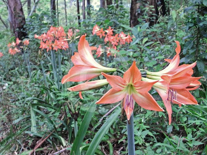 Hippeastrum striatum Hippeastrum striatum Barbados Lily information amp photos