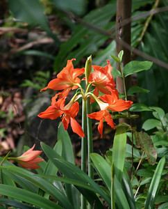 Hippeastrum striatum Footprints in Paradise Photo galleries Photo Keywords hippeastrum