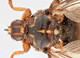 Hippobosca equina Hippobosca equina Linnaeus 1758 a flat fly