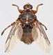 Hippobosca equina Hippobosca equina Linnaeus 1758 a flat fly