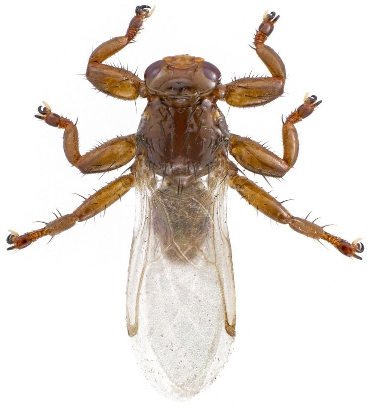Hippoboscidae FileHippoboscidae 17155055946jpg Wikimedia Commons