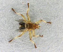 Hippoboscidae httpsuploadwikimediaorgwikipediacommonsthu