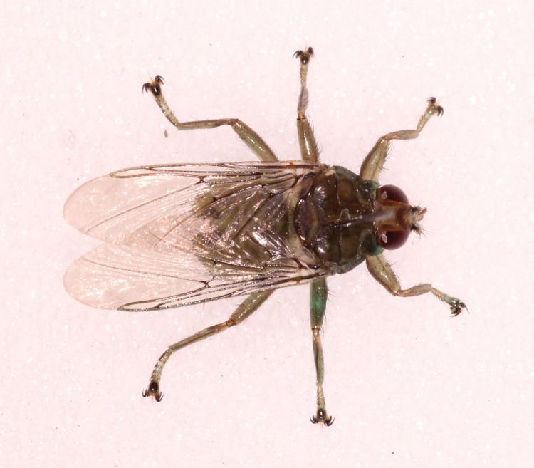 Hippoboscidae Hippoboscidae Louse flies NatureSpot