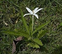 Hippobroma longiflora httpsuploadwikimediaorgwikipediacommonsthu