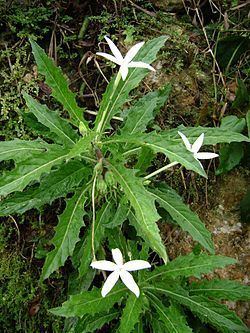 Hippobroma longiflora Hippobroma longiflora Wikipedia