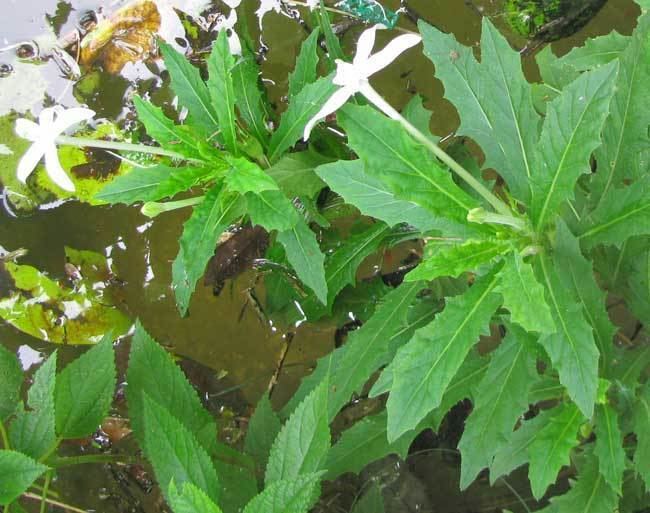 Hippobroma longiflora HIPPOBROMA LONGIFLORA