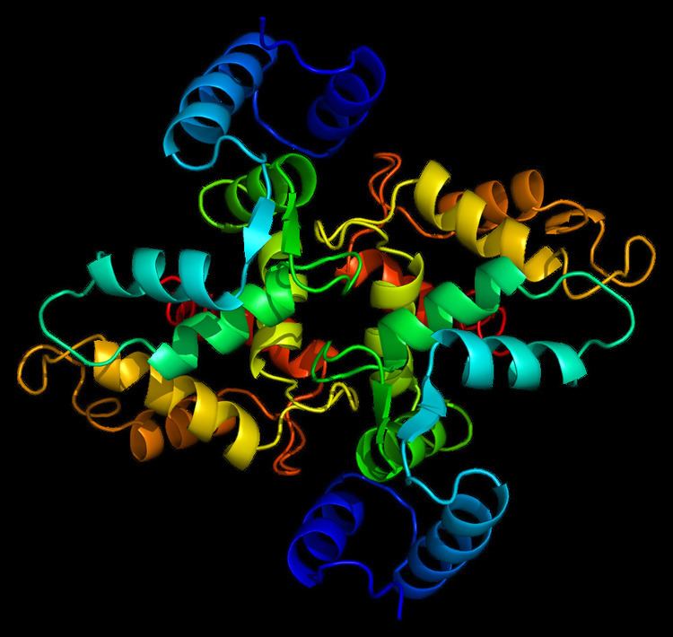 Hippocalcin-like protein 1