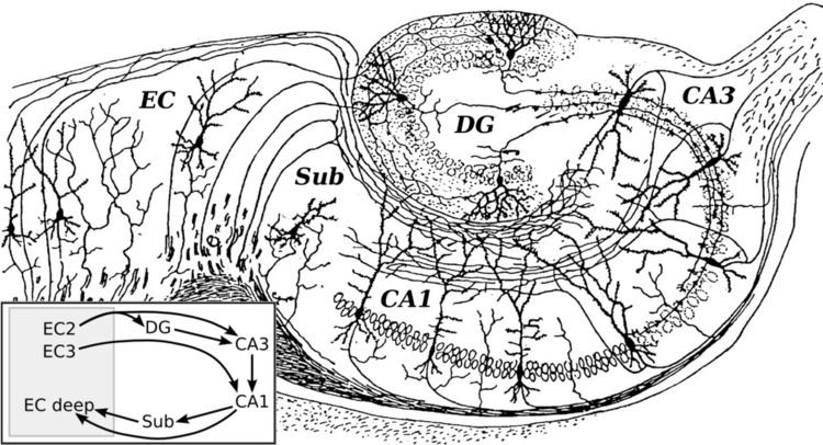 Hippocampal formation