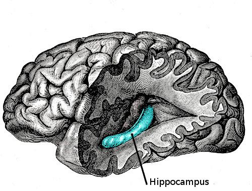Hippocampus anatomy