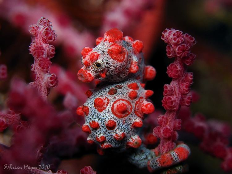 Hippocampus bargibanti Pygmy Seahorse Hippocampus bargibanti Brian Mayes Flickr