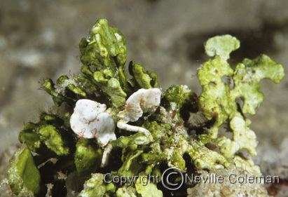 Hippocampus colemani wwwdivephotoguidecomimagesnewsuploadedarticl