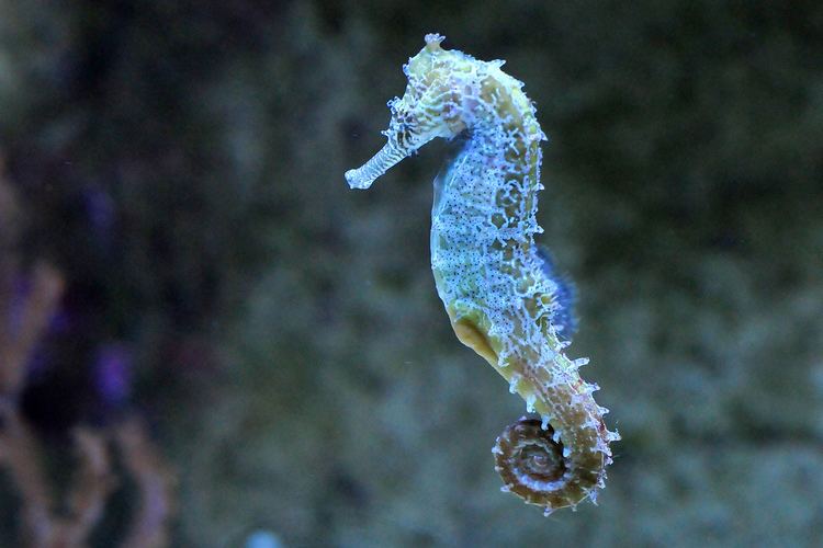 Hippocampus kuda The Hawaiian Seahorse hippocampus kuda Saw one in Kaneohe Bay