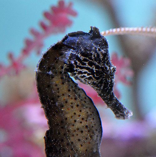 Hippocampus kuda Something Fishy Aquarium Livestock Fish Seahorses