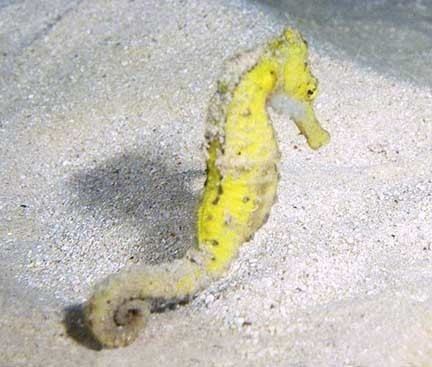 Hippocampus kuda Hippocampus kuda Spotted seahorse