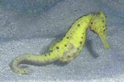 Hippocampus kuda Hippocampus kuda Spotted seahorse