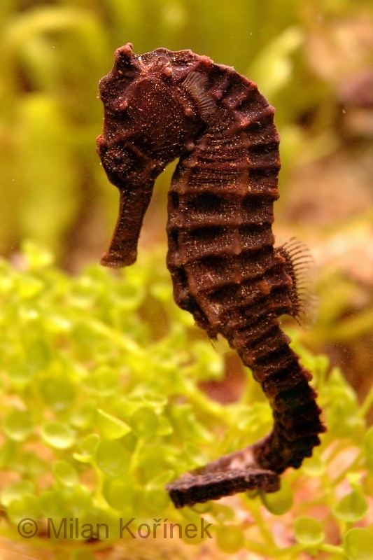 Hippocampus kuda Image Hippocampus kuda Spotted Seahorse BioLibcz