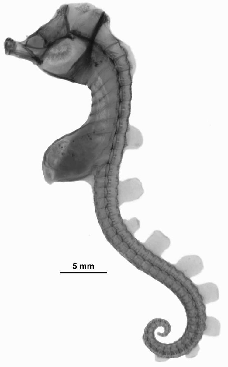 Hippocampus paradoxus httpsuploadwikimediaorgwikipediacommons33