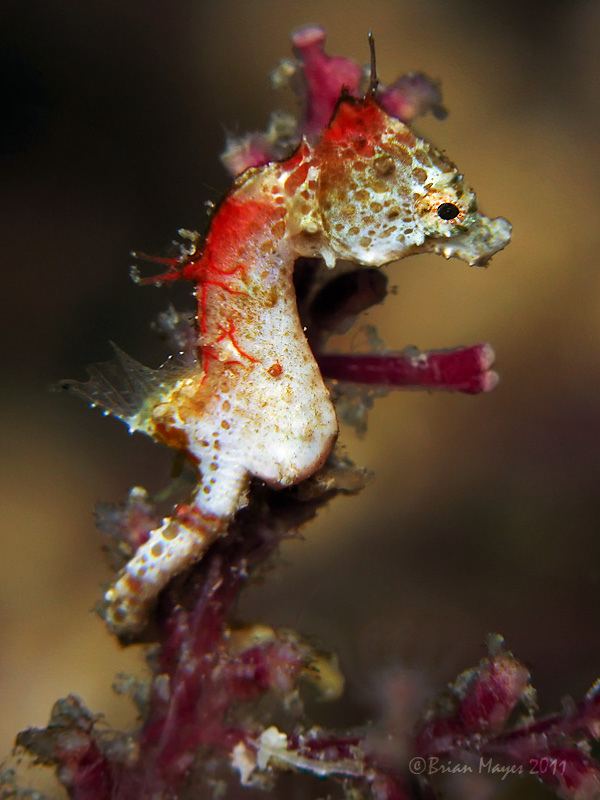 Hippocampus pontohi Pygmy Seahorse Hippocampus pontohi Brian Mayes Flickr