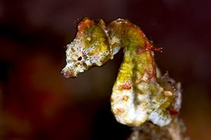 Hippocampus pontohi There are 49 different species of seahorses