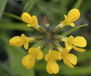 Hippocrepis comosa Hippocrepis comosa Horseshoe Vetch Discover Life