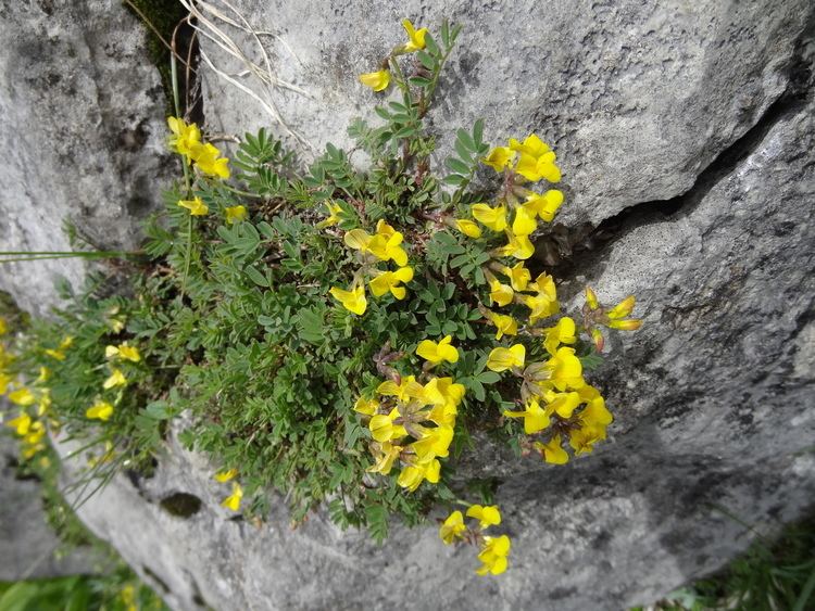 Hippocrepis comosa FileHippocrepis comosa L 7569214752jpg Wikimedia Commons