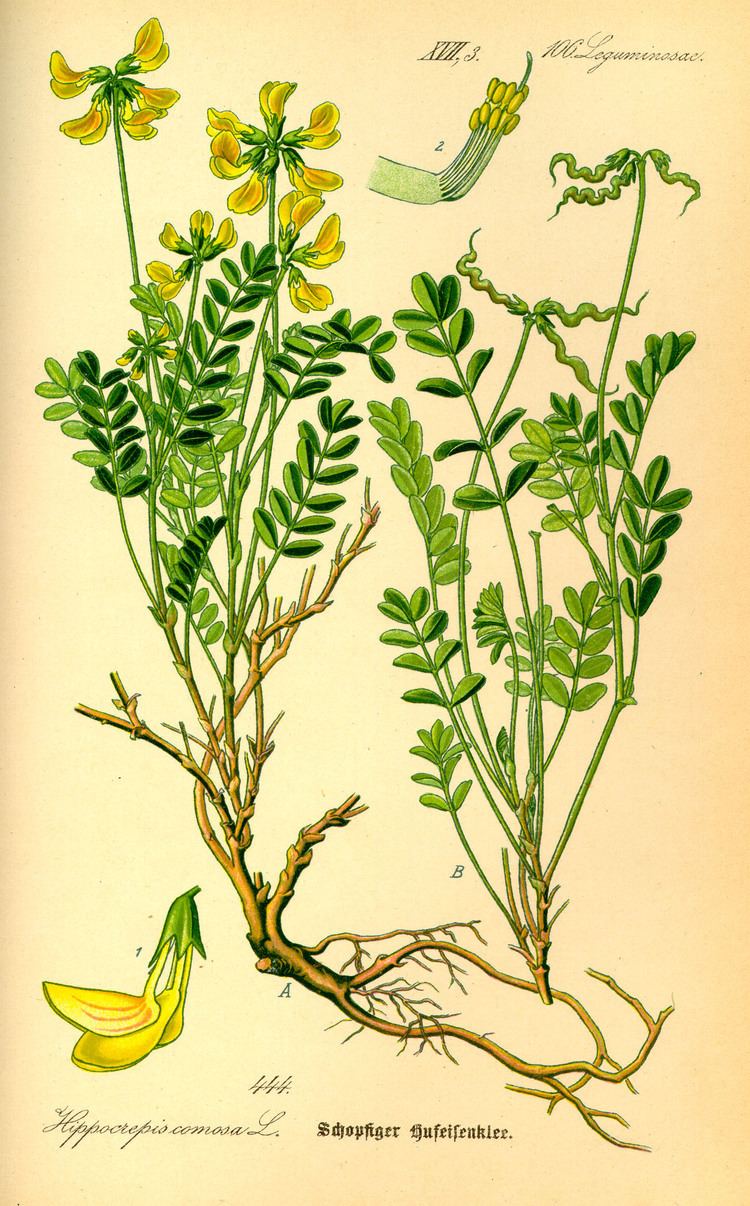 Hippocrepis comosa Fer cheval plante Wikiwand