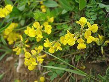 Hippocrepis comosa httpsuploadwikimediaorgwikipediacommonsthu