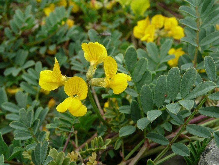 Hippocrepis comosa Konikleca czubata Wikipedia wolna encyklopedia