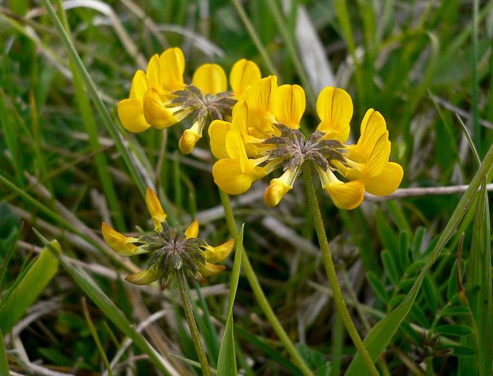 Hippocrepis comosa Horseshoe Vetch Hippocrepis comosa on calcareous grassland1