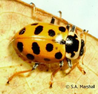 Hippodamia tredecimpunctata Hippodamia tredecimpunctata Thirteenspotted lady beetle